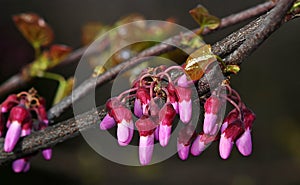 Beautiful macro shot in garden