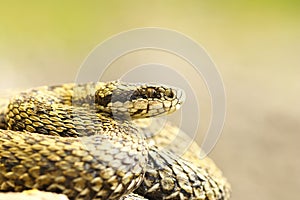 Beautiful macro shot of meadow viper