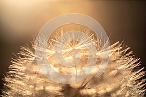 Beautiful macro shot of the petals of a dandelion under sunlight on a blurred background