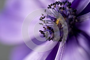 Beautiful macro shot of a purple anemone flower. Extreme close up macro photography. Beautiful nature background