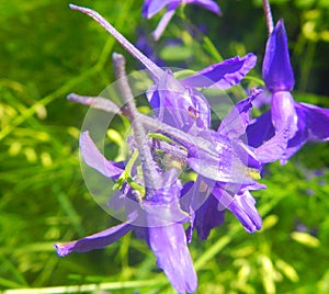 A beautiful macro shot of a purple flower with a blurred green background