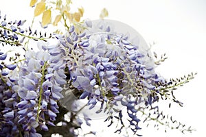Beautiful macro shot of purple and lilac wisteria blooms