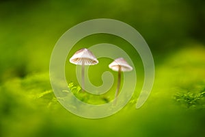Beautiful macro shot of single forest mushroom