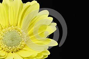 Beautiful macro shot of a yellow daisy
