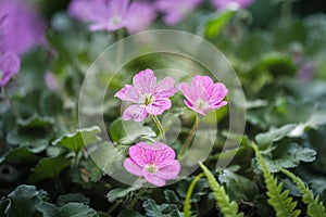 Beautiful macro of the small pink flowers of the Erodium plant