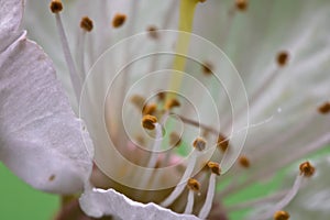 Beautiful macro spring white cherry tree flower pistils as abstract background