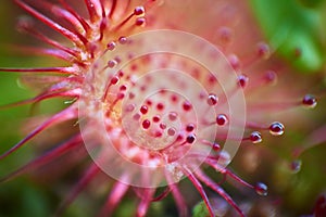 Beautiful macro sundews on the swamp