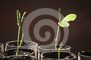 Beautiful macro of sweet pea seedling in sunlight