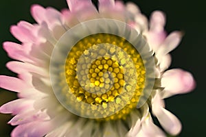 Beautiful macro top view of small single low growing chamomile Mayweed flower with pink colored petals, Dublin, Ireland