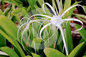 Beautiful macro tropical flower from Dominican Republic, Punta Cana