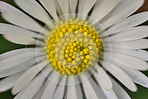 Beautiful macro view from above of single low growing chamomile Mayweed flower, Dublin, Ireland. Soft and selective focus