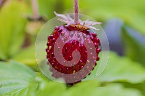 Beautiful macro view of bush with red garden strawberries