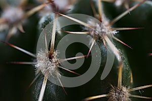 Beautiful macro view of cactus Cactaceae spines, glochids and areole of room pant on windowsill, Dublin photo