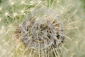 Beautiful macro view of spring soft and fluffy dandelion Taraxacum officinale flower clock seeds and puff ball head