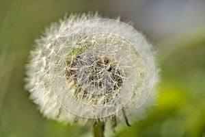 Beautiful macro view of spring soft and fluffy dandelion Taraxacum officinale flower clock seeds and puff ball head