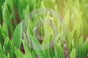 Beautiful macro of white small little spring flower buds in light green grass.