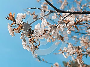 Beautiful macro of white small wild apple flowers and buds on tree branches with green leaves. Pale light faded pastel tone.