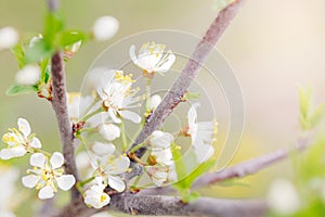 Beautiful white apple flowers buds on tree branches