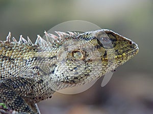 Beautiful macrophoto of Oriental garden lizard