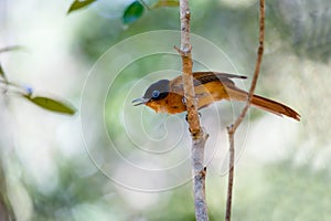 Beautiful Madagascar bird Paradise-flycatcher