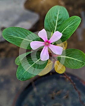 The beautiful Madagascar Periwinkle bloomed in home garden