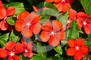Madagascar Periwinkle `Tattoo Tangerine` flowers