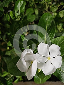 Beautiful Madagascar Periwinkle white Flowers