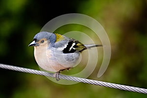 Beautiful Madeiran chaffinch bird photo