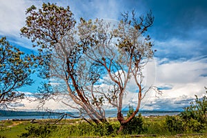 Beautiful Madrone Tree with Blue Sky Background