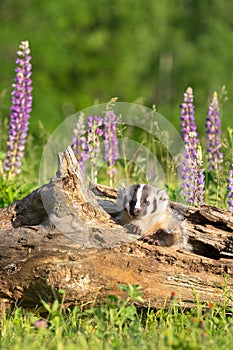 Beautiful magazine picture of a badger pup exploring a hollowed log photo