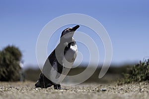 Beautiful Magellanic Penguins and Armadillos dwelling free in a natural national park in north Patagonia near the city of Puerto photo