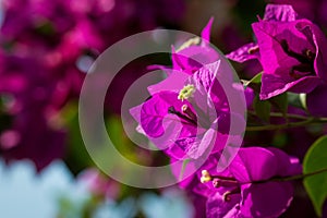 Beautiful magenta bougainvillea flowers closeup. Vivid colors and blue, green soft blurry background.