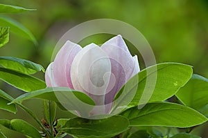 beautiful magenta magnolia flower