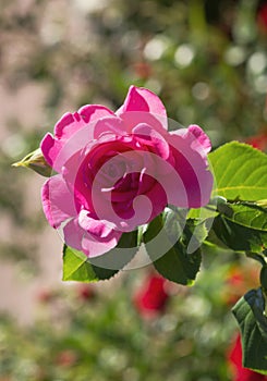 Beautiful magenta rose in the summer garden