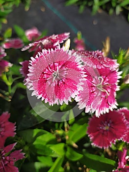 Beautiful magenta with white tips garden Sweet William carnations flowers. Hermosos claveles de jardÃÂ­n magenta con puntas blancas photo