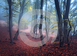 Beautiful magic forest in fog in autumn. Mysterious wood. Fairytale photo