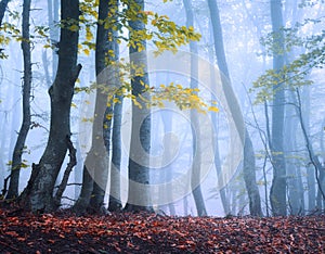 Beautiful magic forest in fog in autumn. Mysterious wood. Fairytale