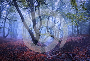 Beautiful magic forest in fog in autumn. Mysterious wood. Landscape