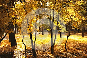 Beautiful magic landscape with autumn trees and falling yellow leaves
