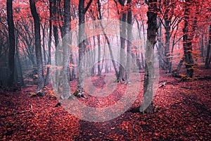 Beautiful magic red forest in fog in autumn. Fairytale landscape