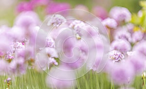 Beautiful magical blurred nature background with blurring blooming pink flowers and sunbeam, nature beautiful, toning design