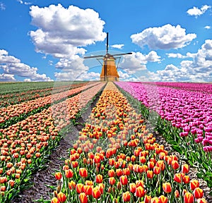 Beautiful magical spring landscape with a tulip field and windmills in the background of a cloudy sky in Holland. Charming places