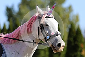 Beautiful magical unicorn horse realistic photography