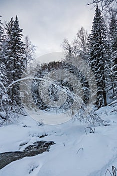 Beautiful magical winter forest on Christmas Eve, Altai, Russia