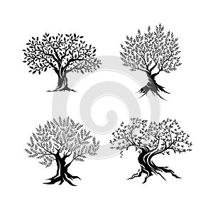Beautiful magnificent olive tree silhouette isolated on white background.