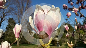 Beautiful magnolia flower