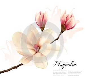 Beautiful magnolia flower background. photo