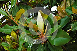 Beautiful Magnolia Flower Blossom