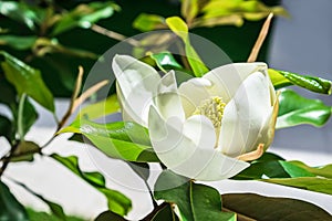 Beautiful magnolia flower bud on a tree with green leaves on the house garden. Spring summer concept with white magnolia blossom.