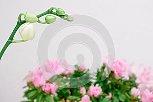 Beautiful magnolia flower bud on white background